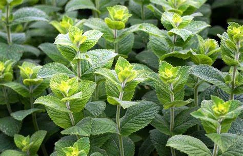 Menthe Ricqlès